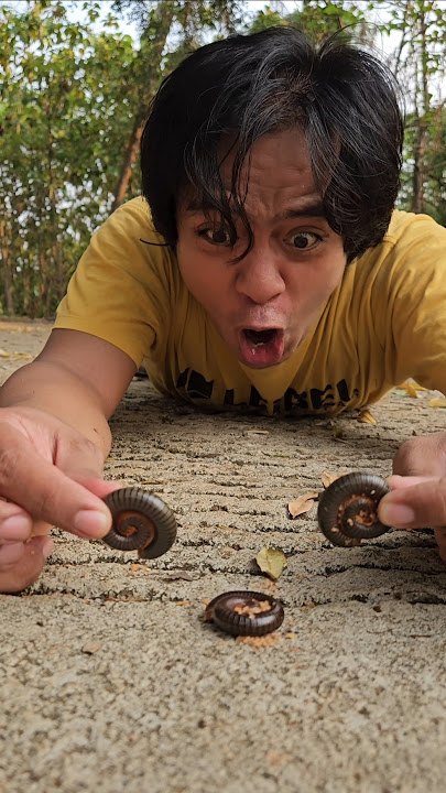 Wow! Found a malkist biscuit but ran away there was a millipede in it #shorts #shortvideo #viral