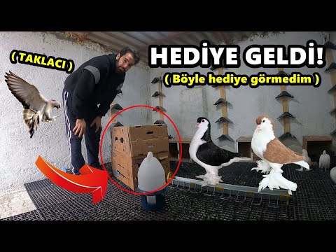 KUTU DOLUSU GÜVERCİN GELDİ - TAKLACI DA VAR !