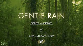 Gentle Rain On Forest Ground | NO ADS | Soft Rain Sounds For Sleeping screenshot 5