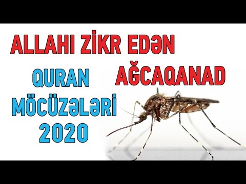 ALLAHI ZİKR EDƏN AĞCAQANAD - Quran Möcüzələri 2022