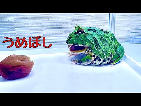If you give a pickled plum to a horned frog【HornedFrog】 - YouTube