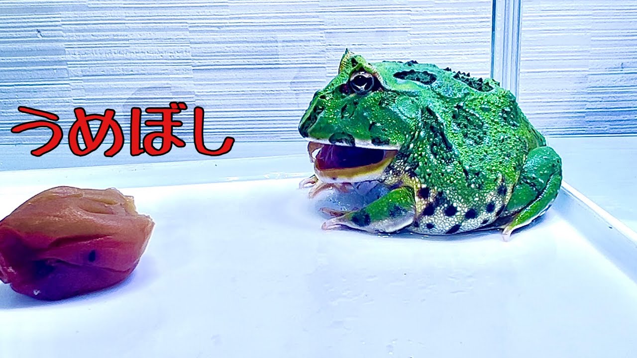 かえるのめぐちゃん♡ If you give a pickled plum to a horned frog【HornedFrog】 - YouTube
