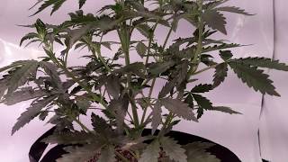 Mephisto Genetics Forum Stomper - Day 30