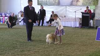 17 Aug 19 Judging for Junior Handler Final EKKA 2019