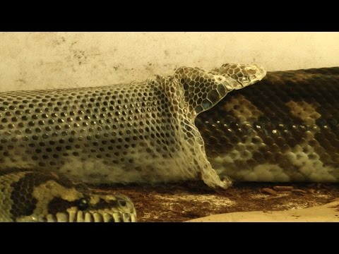 Video: How Snakes Change Their Skin