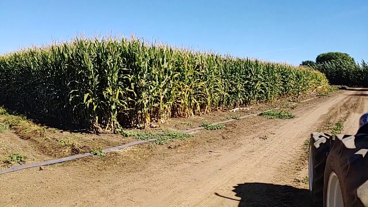 Larry's produce 2019 YouTube