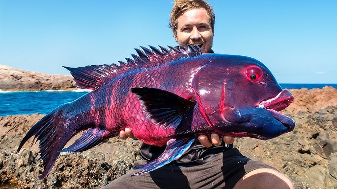 Weird Deep Sea Fish with Barotrauma 