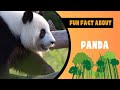 Absolutely fascinating! 6 Fun Facts about Pandas