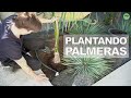 Plantando 3 PALMERAS 🌴 en el JARDÍN de mi casa🏡