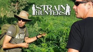 Strain Hunters Documentary: Jamaica [Green House Seeds] HD