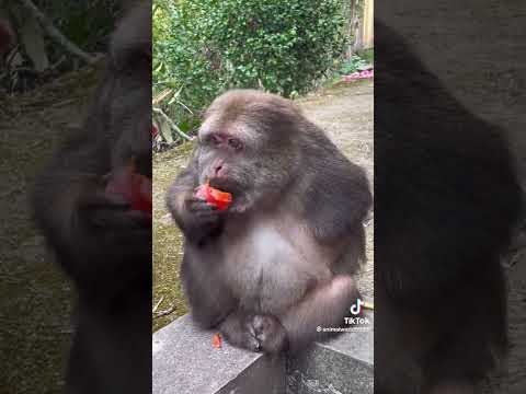 Sweet monkey |Tali maymun #shorts #short #aboneol #monkey #status #subscribe #sweet