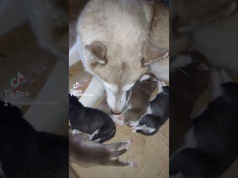 Video: Sibir Huskies Nə Qədər şıltaqdır