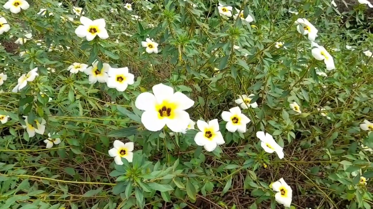 tunera sumbulatta