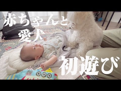 赤ちゃんと愛犬が初めて一緒に遊んだ姿が尊すぎた…【マルプー×生後2ヶ月】