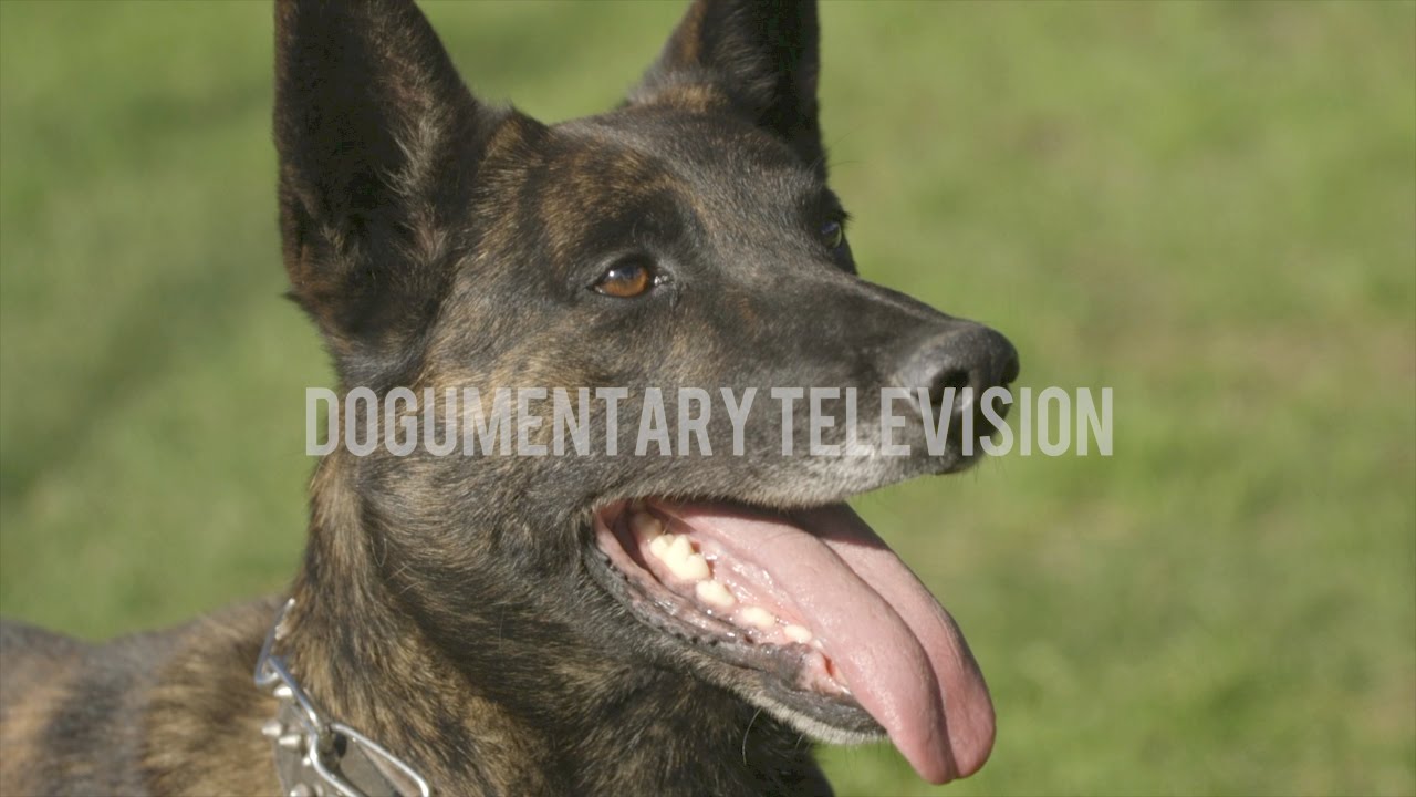 gold brindle dutch shepherd