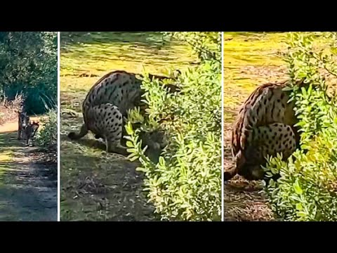 Graban a dos linces apareándose junto a un camino en un pueblo de Sevilla