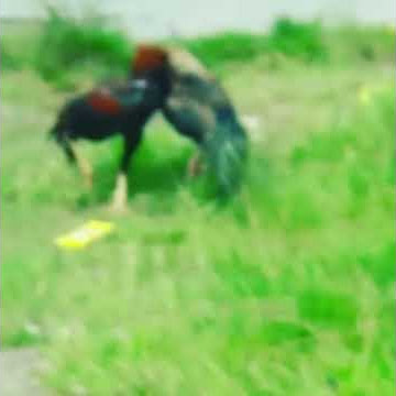 Pukul giling ayam pinggiran