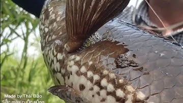 Câu cá lóc: 1 đường câu lên 2 Hugo U minh thượng.