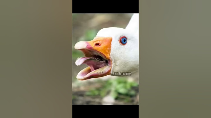 Lenguas de animales.