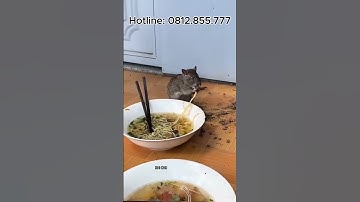 Broma – Diệt chuột công nghệ sinh học