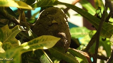 Mud Dauber Wasp building Mud Nest  Part 8