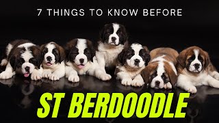 Saint Berdoodles: 7 Important Things To Know Before You Adopt