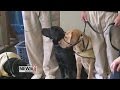 Prison inmates raising puppies Prison inmates raising puppies