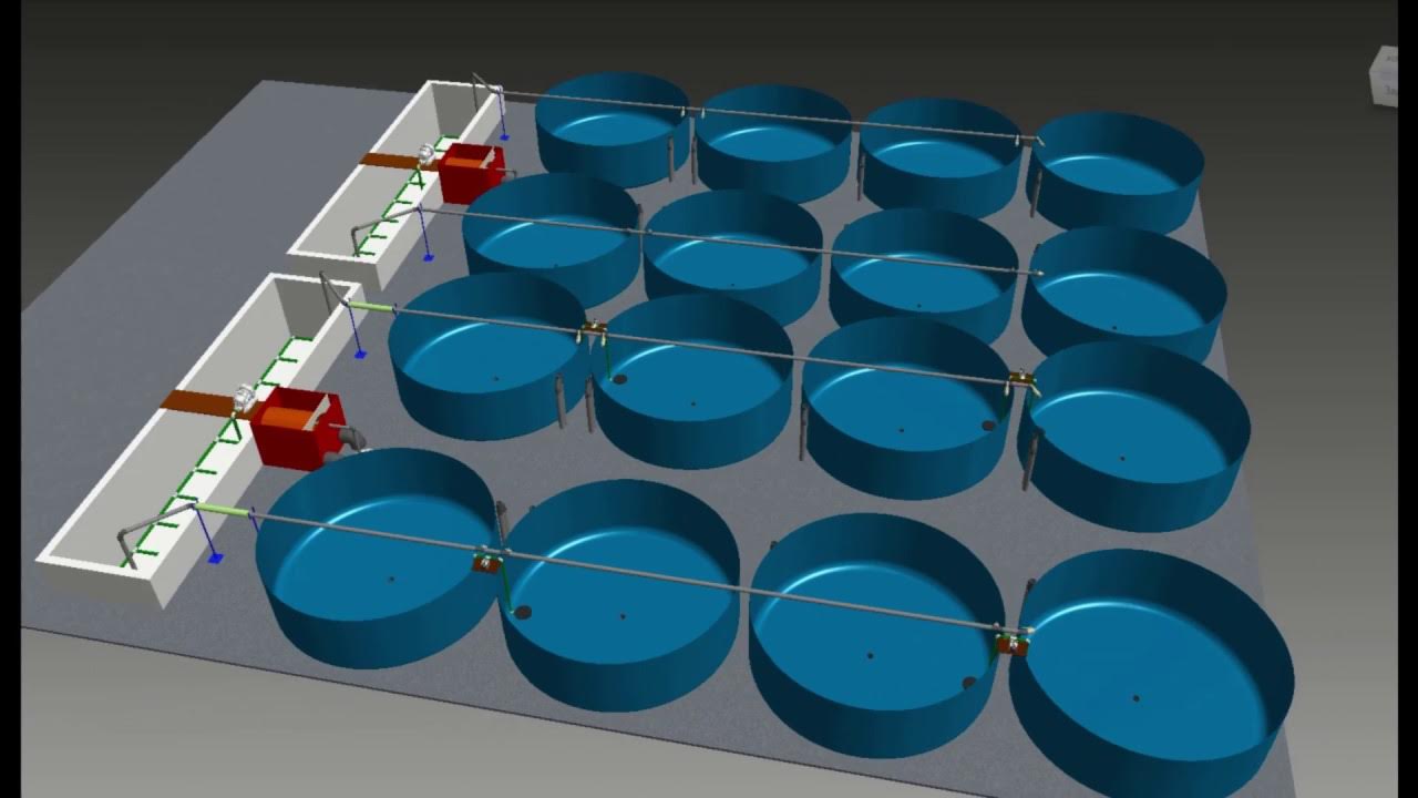 Узв для клариевого сома. Узв для сома. Узв для клариевого сома. Узв для сома. Узв с клариевым сомом.