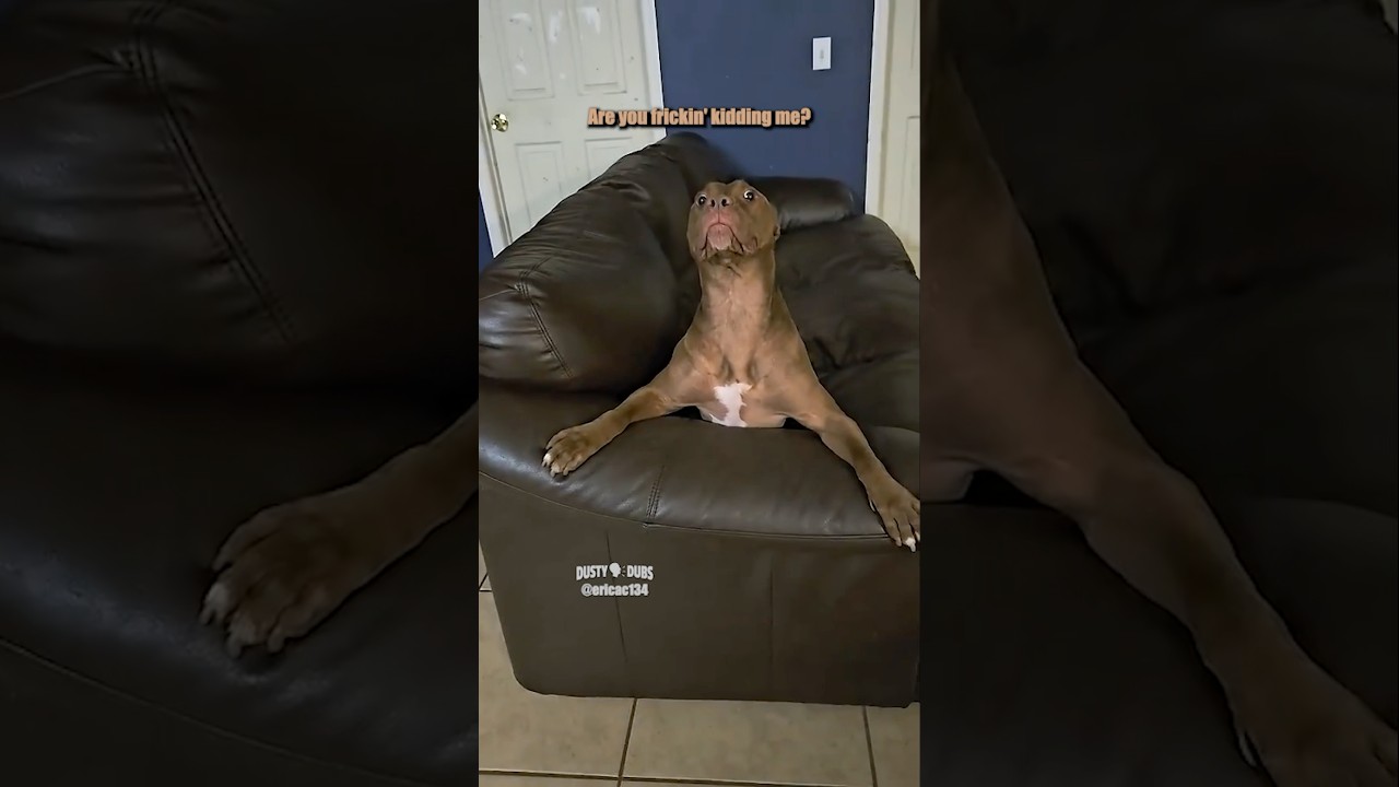 Aging Dog ?: @ericac134 #shorts