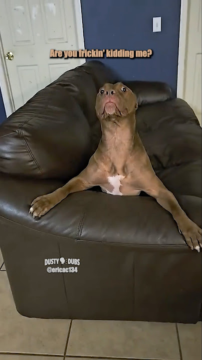 Aging Dog 🎥: @ericac134 #shorts