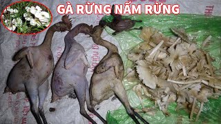 SĂN GÀ RỪNG, ĐƯỢC NẤM MỐI, TRÚNG GÀ RỪNG, CHUYẾN ĐI RỪNG MỚI | T3