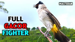 Suara Burung Kutilang Gacor Paling Ampuh Untuk Pancingan Pikat Juara