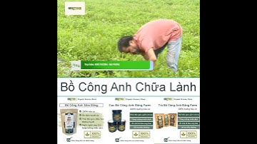 Tác dụng chữa lành của cây bồ công anh.