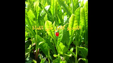 ملا لا تعرفه عن الشاي الشاي نبات الشاي 