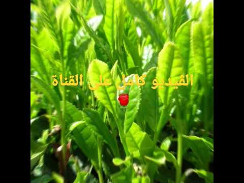 ملا لا تعرفه عن الشاي الشاي نبات الشاي