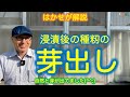 はかせが解説「浸漬後の種籾の芽出し」自然と芽が出てました^^;
