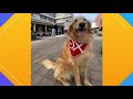 Pet Pics: Daisy is campus royalty at the University of Idaho