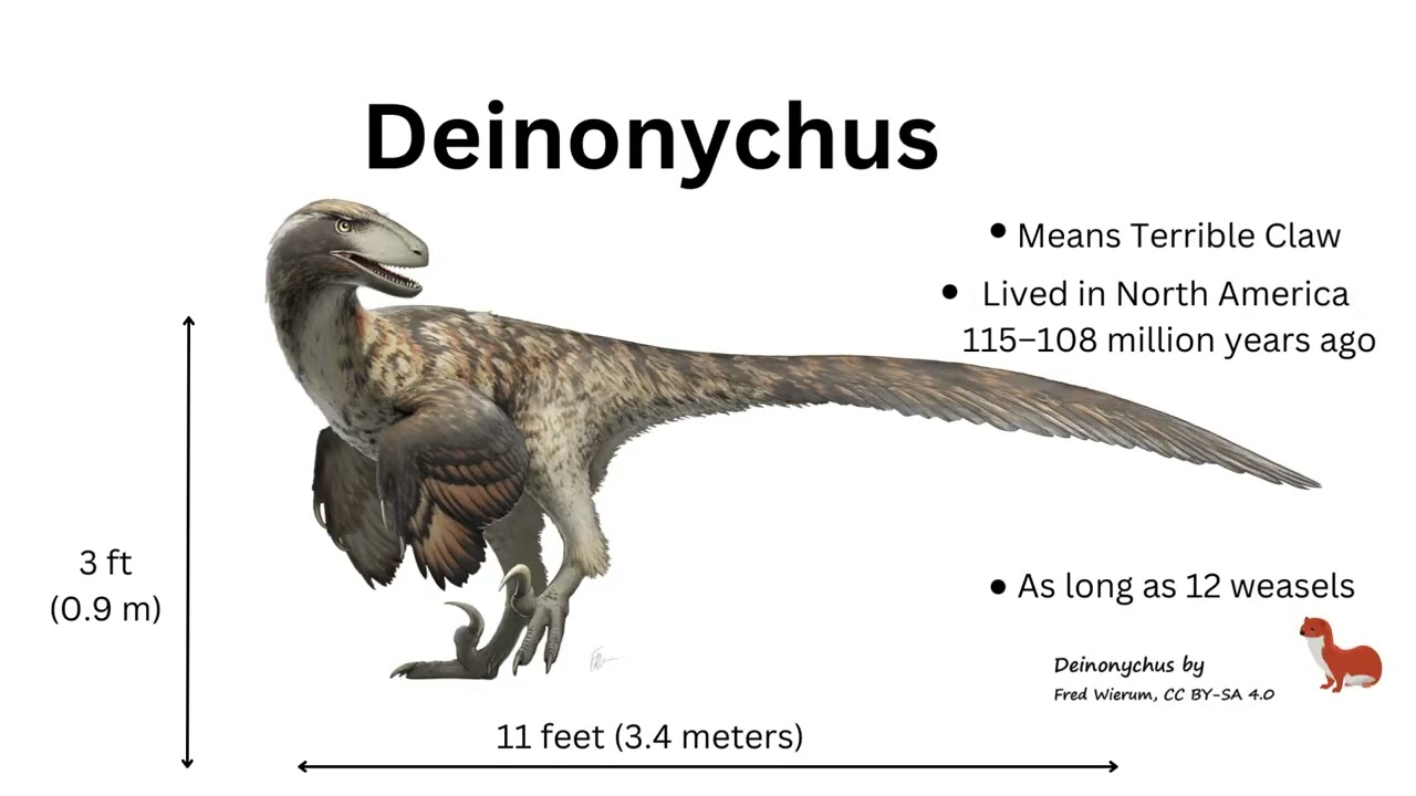 The Terrible Claw: Facts About Deinonychus