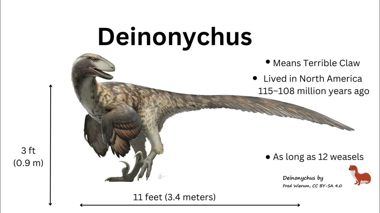 Raptor Dinosaurs, Definition, Types & Species - Video & Lesson Transcript