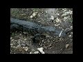 Planeta Feroz - Capsule 1: Lizard (2015)