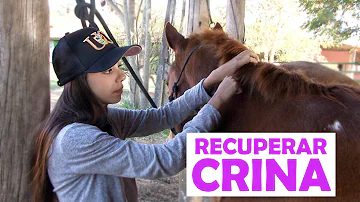 O que é bom passar na crina do cavalo?