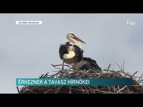 Videó: Fecske: a madarak a tavasz hírnökei