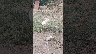 Bakkalim Kı Canlı Yayında