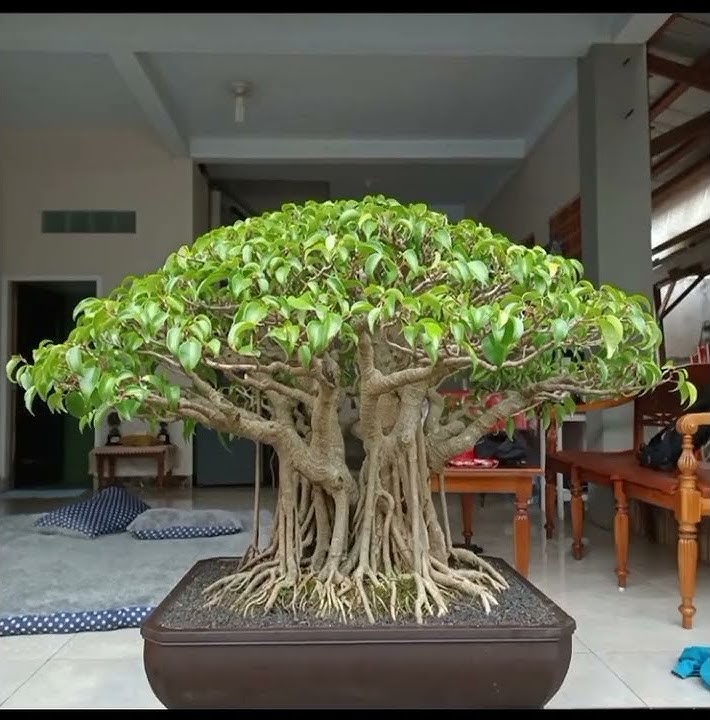 bonsai beringin #shorts #viral #bonsai