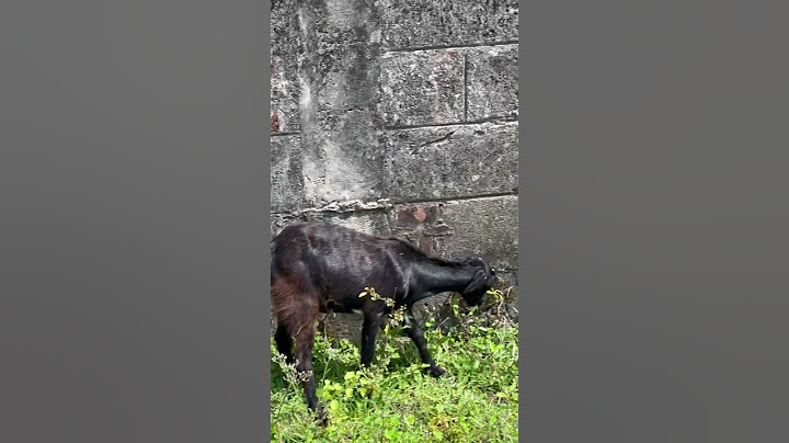 The G.O.A.T - Trailer Out Now