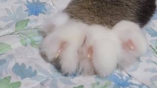 weaponizing the paw