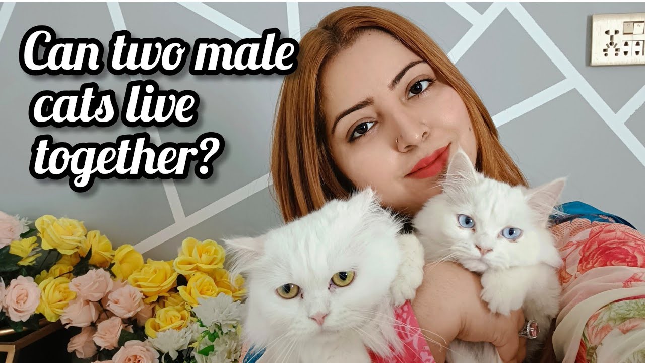 Can two Male Cats live together or not??? why two male cats fight