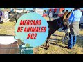 MERCADO DE ANIMALES #2 🐮🐷🐔🐄🐐 PLAZA EL MORALILLO - TOROS, BURROS, CHIVOS, BORREGOS, GALLOS.