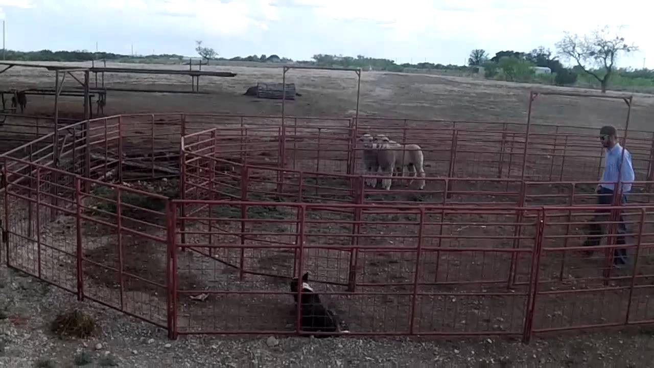 Exercising Lambs and Goats with Track Dogs Part III YouTube