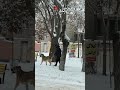 زمستان بیجار سال ۱۴۰۳ فیلمبرداری پوریا ولیزاده زمستان بیجار سال ۱۴۰۳ فیلمبرداری پوریا ولیزاده